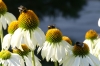 Flowers and bees in Pärnu EE