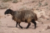 Petra - sheep JO