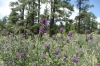 Wild flowers. Oak Creek lookout, AZ