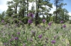 Wild flowers. Oak Creek lookout, AZ USA