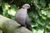 Barbary Dove, Birds of Eden Sanctuary, Plettenberg Bay, South Africa
