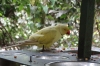 Indian Ringneck Parakeet, Birds of Eden Sanctuary, Plettenberg Bay, South Africa