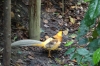 Reeves Pheasant, Birds of Eden Sanctuary, Plettenberg Bay, South Africa