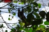 Indian Flying Fox, Birds of Eden Sanctuary, Plettenberg Bay, South Africa