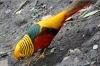 Golden Pheasant, Birds of Eden Sanctuary, Plettenberg Bay, South Africa