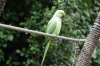 Indian Ringneck Parakeet, Birds of Eden Sanctuary, Plettenberg Bay, South Africa