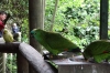 Yellow Crowned Amazon, Birds of Eden Sanctuary, Plettenberg Bay, South Africa
