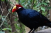 Violet Taraco, Birds of Eden Sanctuary, Plettenberg Bay, South Africa