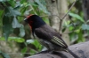 Black Collared Barbet, Birds of Eden Sanctuary, Plettenberg Bay, South Africa