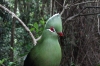 Knysna Lourie, Birds of Eden Sanctuary, Plettenberg Bay, South Africa
