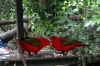 Red Lory, Birds of Eden Sanctuary, Plettenberg Bay, South Africa
