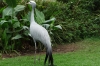 Blue Crane, Birds of Eden Sanctuary, Plettenberg Bay, South Africa
