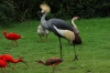 Crowned Crane, Birds of Eden Sanctuary, Plettenberg Bay, South Africa