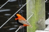 Northern Red Bishop. Birds of Eden Sanctuary, Plettenberg Bay, South Africa