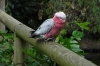 Rosie the Galah. Birds of Eden Sanctuary, Plettenberg Bay, South Africa