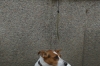 Good Dog! waiting at a doggy stop in Pilsen CZ