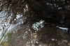 Frogs. La Paz Waterfall Gardens