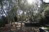 Olive grove in Dalí's house at Portlligat