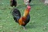 Bantem chooks in Jardim Braancamp Freire, Lisbon PT
