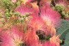 Chinese Silk flowers in Amarante PT