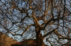 Oriental Plane Tree (14th-15th Century), Prizren XK