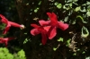 Flowers at the El Bosque Lookout CL
