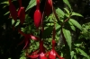 Fuschia, native to South America, at the El Bosque Lookout CL