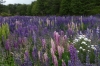 Wild lupins on the road Punta Arenas to Fuerte Bulnes CL