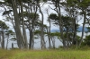 Magellan's Beech Forest (Wind Forest). Straits of Magellan Park CL