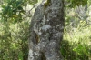 Holey Tree. Straits of Magellan Park CL