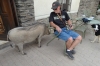 Warthog and Bruce, Quiver Tree Lodge, Namibia
