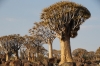 Quiver Tree Forest, South Namib Desert, Namibia