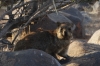 Rock Hyrax or Dossie, Quiver Tree Forest, South Namib Desert, Namibia
