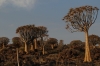 Quiver Tree Forest, South Namib Desert, Namibia