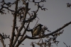 Sociable Weaver, Quiver Tree Forest, South Namib Desert, Namibia