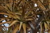 Quiver Tree Forest, South Namib Desert, Namibia