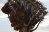 Sociable Weavers' nest, Quiver Tree Forest, South Namib Desert, Namibia
