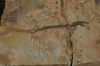 Mesosaurus Fossils, South Namib Desert, Namibia