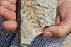 Mesosaurus Fossils, South Namib Desert, Namibia