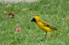 Yellow weaver at Quiver Tree Farm, Namibia
