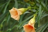 Flowers at Quiver Tree Farm, Namibia