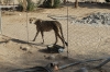 Cheetahs waiting for their evening meal, Quiver Tree Farm, Namibia