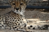 Cheetahs waiting for their evening meal, Quiver Tree Farm, Namibia