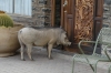 'Warty' - now I've eaten I want to come inside. Quiver Tree Farm, Namibia