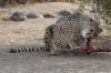 Feeding time for the cheetahs at Quiver Tree Farm, Namibia