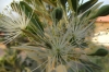 Flowers at Quiver Tree Farm, Namibia