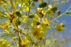 Yellow flower, Naute Dam, Namibia