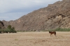 Lone horse. A walk along the Fish River, Ai-Ais Hot Springs, Namibia