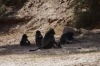 Baboon family. A walk along the Fish River, Ai-Ais Hot Springs, Namibia