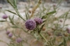 Tiny flowers. A walk along the Fish River, Ai-Ais Hot Springs, Namibia